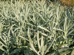 Lavanda